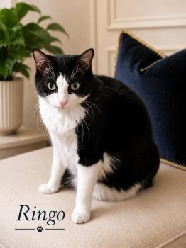 Ringo -  Domestic Short Hair Cat for Adoption in Mansfield, Texas - Ringo | PetCurious