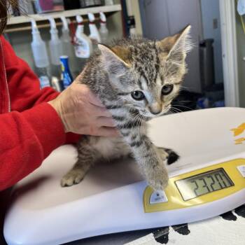 Dutch -  Domestic Short Hair Cat for Adoption in Mt. Juliet, Tennessee - Dutch | PetCurious