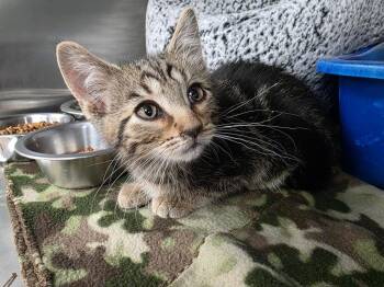 Jaba -  Domestic Short Hair Cat for Adoption in La Porte, Indiana - Jaba | PetCurious