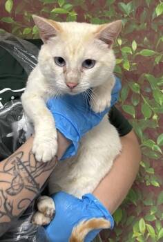 Domestic Short Hair Cats Available for Adoption - Apple | PetCurious