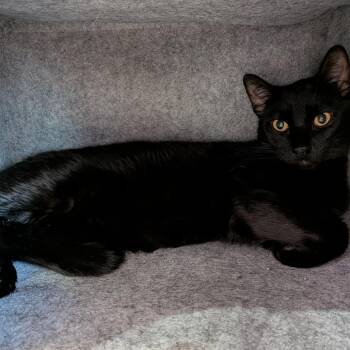 Owen -  Domestic Short Hair Cat for Adoption in Springfield, Illinois - Owen | PetCurious