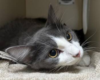 Domestic Short Hair Cats Available for Adoption - WHISKERS | PetCurious