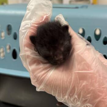 Xavier -  Domestic Medium Hair Cat for Adoption in Charleston, West Virginia - Xavier | PetCurious