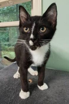Alvin -  Domestic Short Hair Cat for Adoption in Greensboro, North Carolina - Alvin | PetCurious