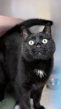 Rescue Domestic Short Hair Cats for Adoption in Westfield, Massachusetts - Rhett | PetCurious