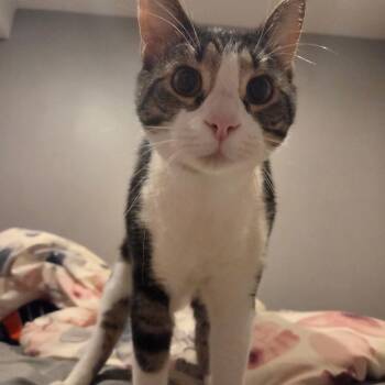 Taffy Fire -  Domestic Medium Hair Cat for Adoption in Philadelphia, Pennsylvania - Taffy Fire | PetCurious