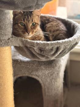 American Shorthair Cats Available for Adoption in The Woodlands, Texas - Tigger | PetCurious