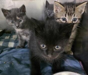 Domestic Medium Hair and Domestic Short Hair Cats Available for Adoption in Simcoe, Ontario - PotatoSkins | PetCurious