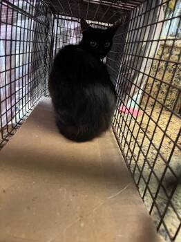 Gaytan Feral 1 -  Domestic Short Hair Cat for Adoption in New Braunfels, Texas - Gaytan Feral 1 | PetCurious