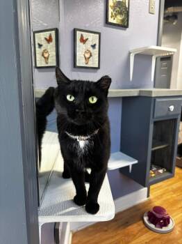 Rescue Domestic Short Hair Cats for Adoption in Grand Rapids, Michigan - Mr. Eko | PetCurious