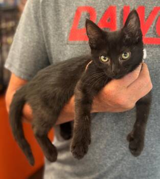 Carol -  Domestic Short Hair Cat for Adoption in Cumming, Georgia - Carol | PetCurious