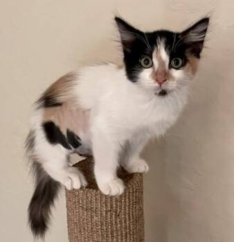 Minnie -  Domestic Medium Hair Cat for Adoption in Tucson, Arizona - Minnie | PetCurious