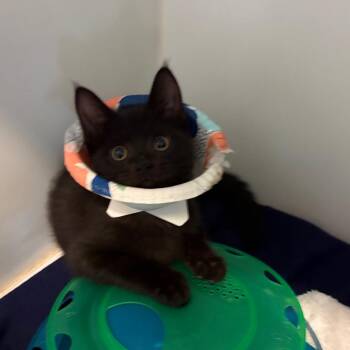 Alani -  Domestic Short Hair Cat for Adoption in Dearborn, Michigan - Alani | PetCurious