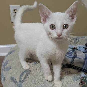 Rescue Domestic Short Hair Cats for Adoption in Brownsboro, Alabama - Glinda | PetCurious