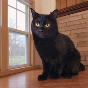 Rescue Domestic Short Hair Cats for Adoption in Greensburg, Pennsylvania - Cyndi | PetCurious