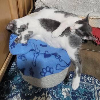 Manchita -  Domestic Short Hair Cat for Adoption in Los Angeles, California - Manchita | PetCurious