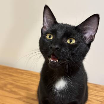 Rescue Domestic Short Hair Cats for Adoption in Lincoln, Nebraska - Meowcifur | PetCurious