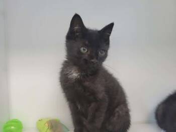 Domestic Short Hair Cats Available for Adoption in Delson, Quebec - COSMO | PetCurious