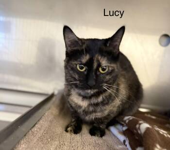 Tortoiseshell Cats Available for Adoption - Lucy | PetCurious