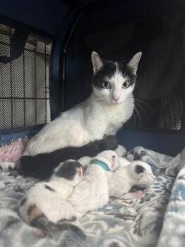 Domestic Short Hair Cats Available for Adoption in West Chester, Pennsylvania - Rhea | PetCurious