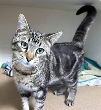 Domestic Short Hair Cats Available for Adoption - QUINN | PetCurious
