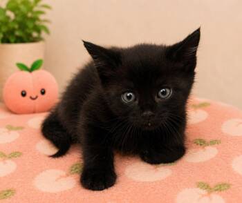 Benedict CumberCAT -  Domestic Short Hair Cat for Adoption in Douglasville, Georgia - Benedict CumberCAT | PetCurious