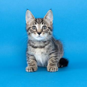 Corndog -  Domestic Short Hair Cat for Adoption in Franklin, Tennessee - Corndog | PetCurious