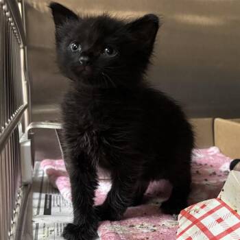GRANDE -  Domestic Short Hair Cat for Adoption in St. Louis, Missouri - GRANDE | PetCurious