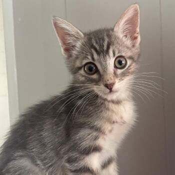 Mortie -  Domestic Short Hair Cat for Adoption in Westminster, California - Mortie | PetCurious
