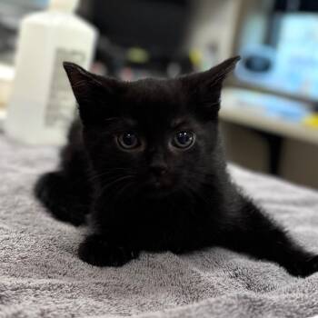 Domestic Short Hair Cats Available for Adoption in Nashville, Indiana - Coco | PetCurious