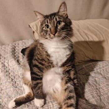 Rescue Domestic Long Hair Cats for Adoption in Santa Ana, California - Brock | PetCurious