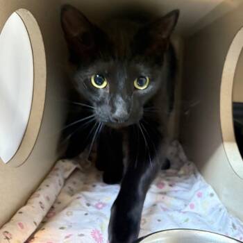Korn -  Domestic Short Hair Cat for Adoption in Louisville, Kentucky - Korn | PetCurious