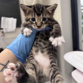 Hercules -  Domestic Short Hair Cat for Adoption in Columbiana, Alabama - Hercules | PetCurious