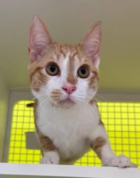 Domestic Short Hair Cats Available for Adoption - Sherbert | PetCurious