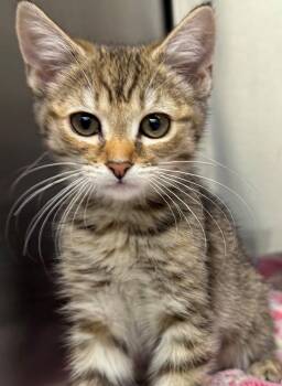 Domestic Short Hair Cats Available for Adoption in Edison, New Jersey - Frances | PetCurious