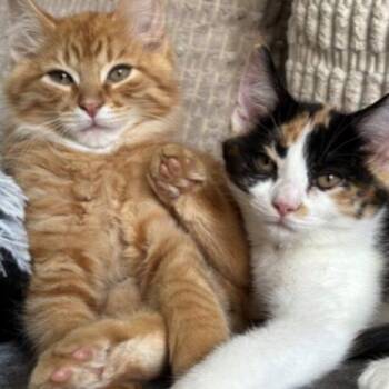 Churro -  Domestic Long Hair Cat for Adoption in Canal Winchester, Ohio - Churro | PetCurious