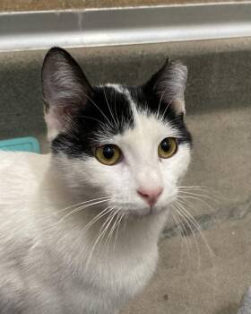 Domestic Short Hair Cats Available for Adoption - Brynlee | PetCurious