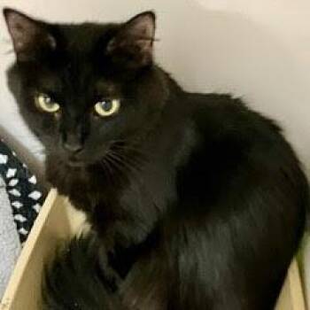 Lara Croft -  Domestic Short Hair Cat for Adoption in Green Valley, Arizona - Lara Croft | PetCurious