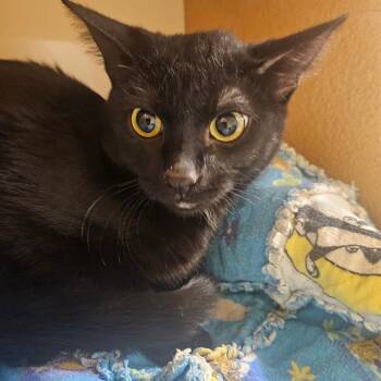 Domestic Short Hair Cats Available for Adoption in Grantsville, Utah - Blossom | PetCurious