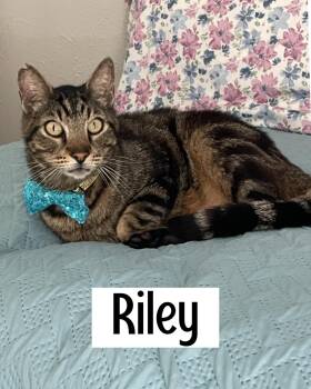 Rescue Tabby Cats for Adoption in Fort Worth, Texas - Riley | PetCurious
