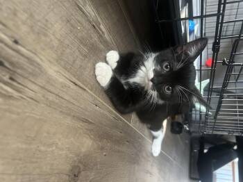 Rescue Domestic Short Hair Cats for Adoption in Norco, California - Dorothy | PetCurious