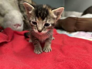 FREDDIE -  Domestic Short Hair Cat for Adoption in Dallas, Texas - FREDDIE | PetCurious