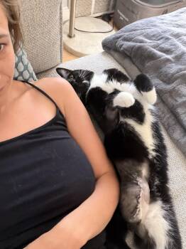 Slinky 2.0 - 3 legs, no problem. -  Domestic Short Hair Cat for Adoption in West Haven, Connecticut - Slinky 2.0 - 3 Legs, No Problem. | PetCurious