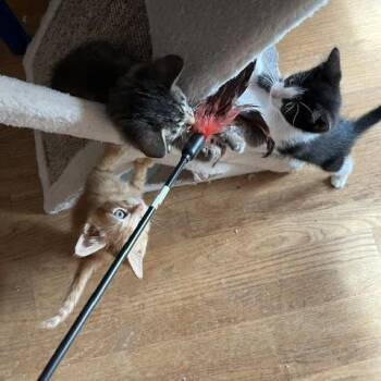 Nyssa -  Domestic Short Hair Cat for Adoption in Wheeling, Illinois - Nyssa | PetCurious
