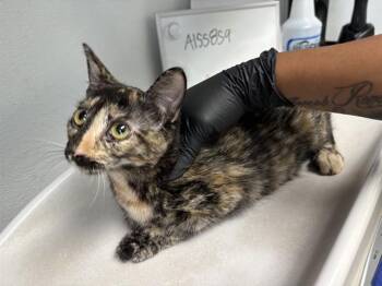 ROSE -  Domestic Short Hair Cat for Adoption in Antioch, California - ROSE | PetCurious