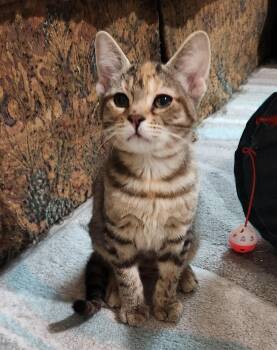 Evie Haseman -  Domestic Short Hair Cat for Adoption in Morrison, Colorado - Evie Haseman | PetCurious