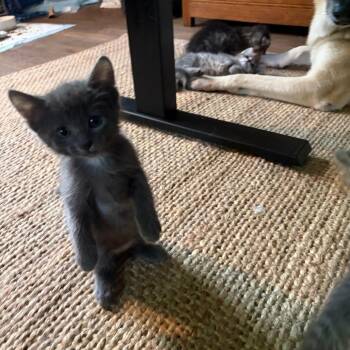 Merry -  Domestic Short Hair Cat Available for Adoption in Columbia, Missouri - Merry | PetCurious