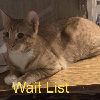 Lucky cheeseballs -  Domestic Short Hair Cat for Adoption in Livingston, Texas - Lucky Cheeseballs | PetCurious