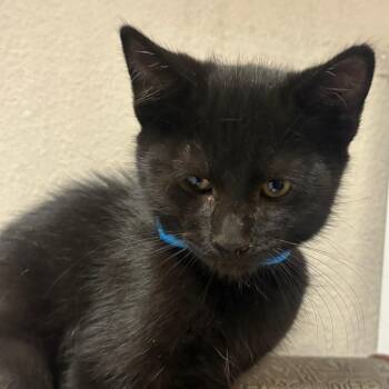 Homer -  Domestic Short Hair Cat for Adoption in Yuma, Arizona - Homer | PetCurious