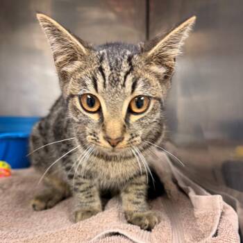 PLAYFUL -  Domestic Short Hair Cat for Adoption in Corydon, Indiana - PLAYFUL | PetCurious